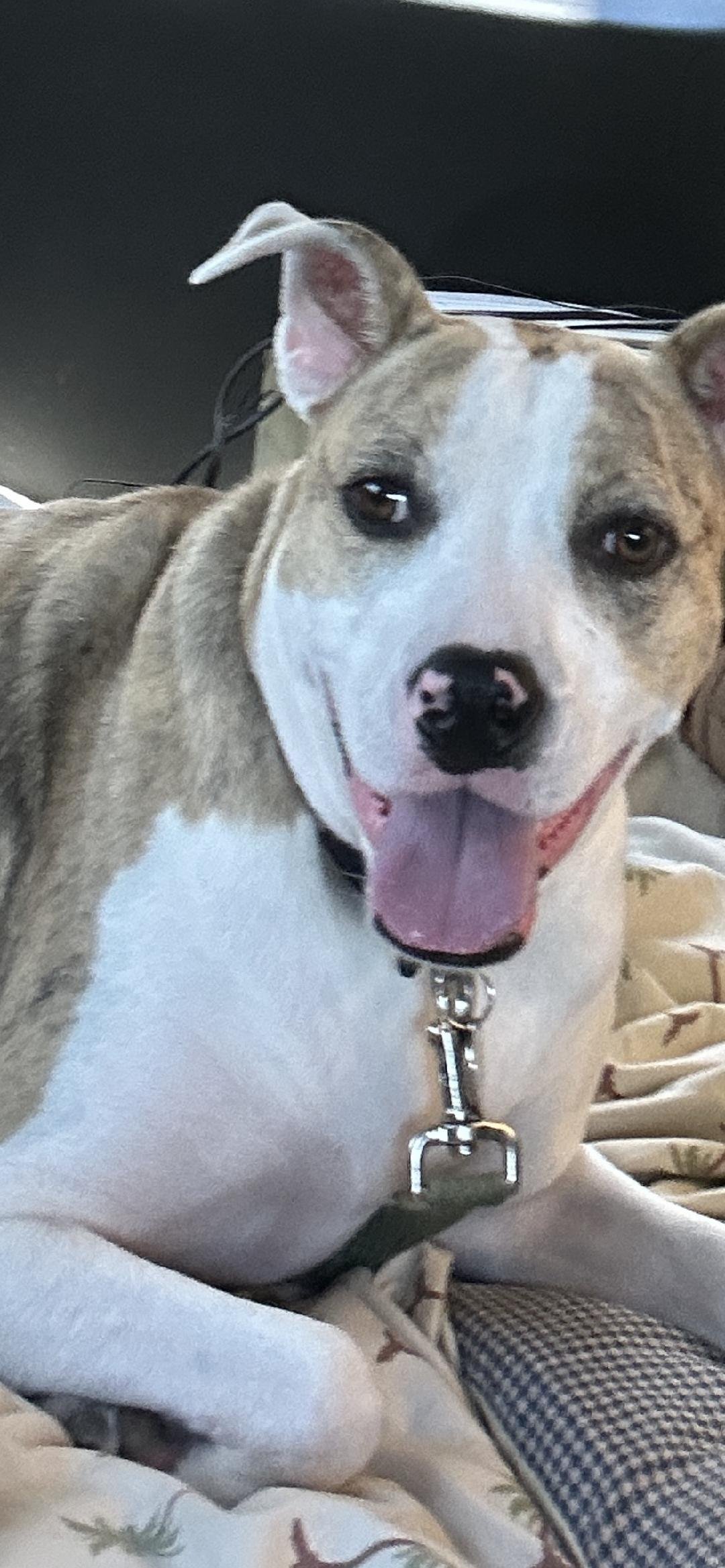 Three individuals are engaged in conversation in a bar or cafe setting. One person is gesturing with their hand while the others smile, suggesting a positive interaction. Behind them, a banner displays the words 'Connect, Grow, Thrive.'.
